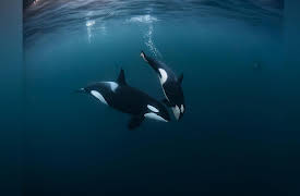 Wild Scandinavia, Season 1: Life on the Edge