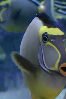 07:30: Acuarios XXL: Nadando con tiburones | Discovery | 4/11 2026