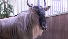 Elefant, Tiger & Co. (208)