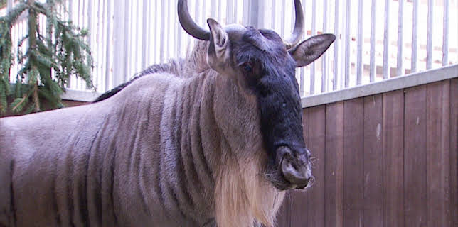 14:25: Elefant, Tiger & Co. (208) | MDR Fernsehen | 12/3 2025