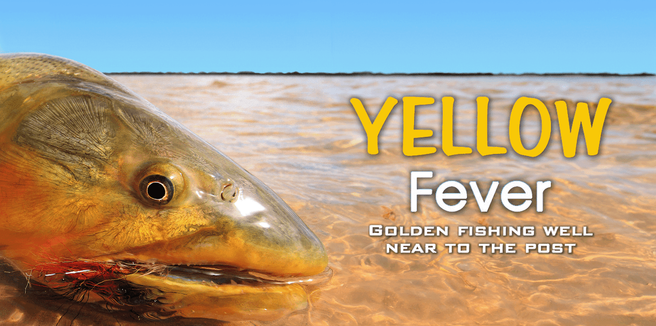 Yellow Fever - Golden "Dorado" Fly Fishing well near to the post (2015)