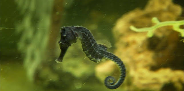 10:35: Elefant, Tiger & Co. (317) | MDR Fernsehen | 2/12 2026