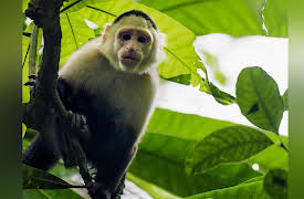 Secrets of the Rainforest: Capuchin Dinner Debate