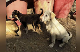 Dodo Heroes: Courage Up Close: Pen's Toughest Case to Date