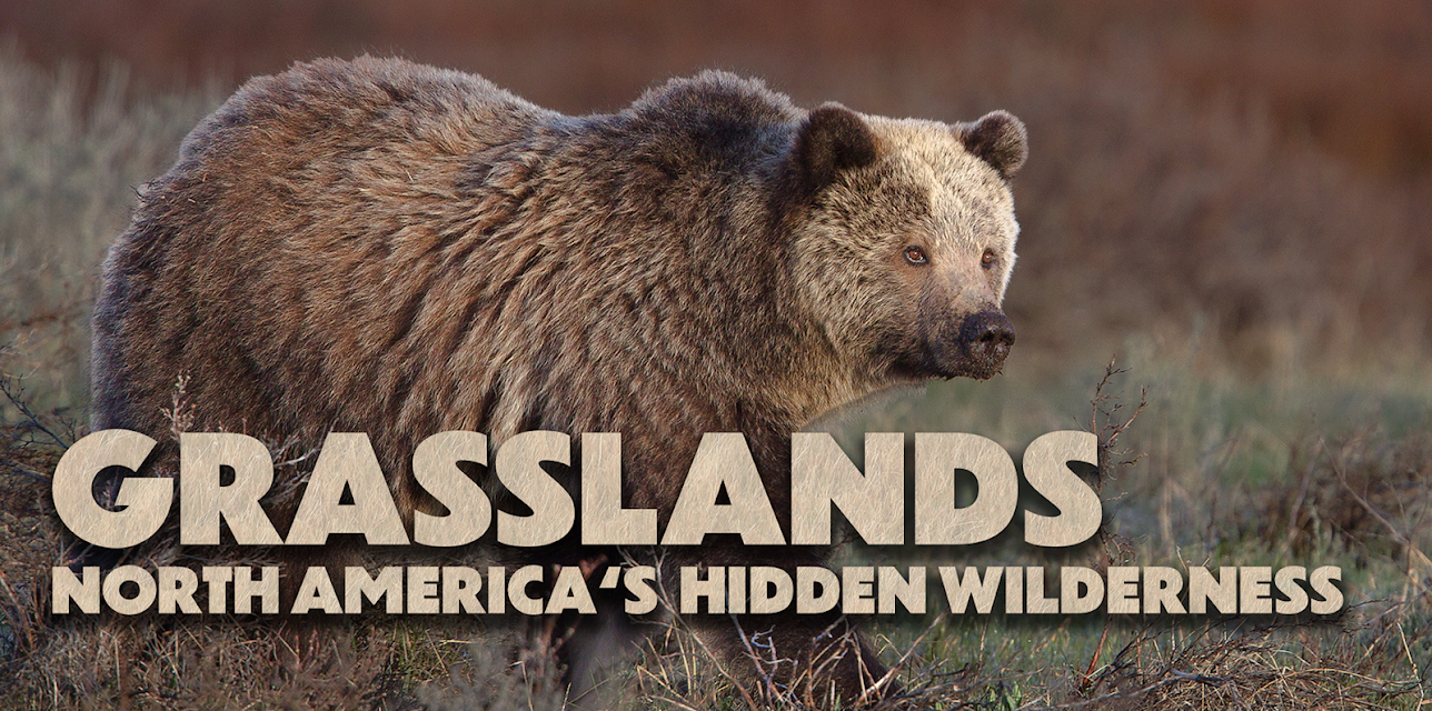 Grasslands: North America's Hidden Wilderness (2019)
