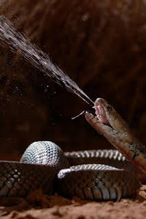 23:20: Serpientes: anatomía del veneno | Nat Geo Wild | 3/29 2026