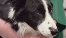 Australiens Tierrettung - Einsatz am Bondi Beach