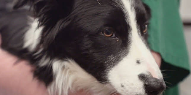 05:40: Australiens Tierrettung - Einsatz am Bondi Beach | Sixx | 12/21 2025