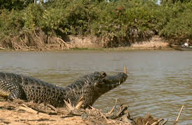 Secret Brazil: Pantanal: Pantanal: Behind the Scenes