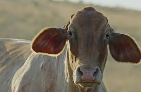 Hunting History with Steven Rinella Season 1: Unexplained Cattle Mutilations