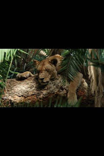 20:00: Malika: la reina leona: La muerte llama a la puerta | National Geographic | 2/20 2026