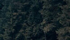 UCI World Tour (T2026): Omloop Nieuwsblad M