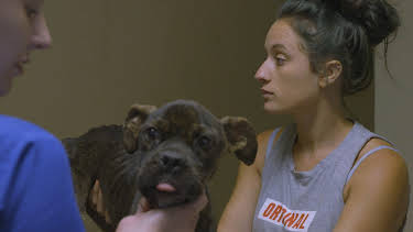 14:00: Pit Bulls & Parolees (S9 E11) (S9) | Animal Planet | 3/30 2026