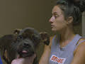 Pit Bulls & Parolees