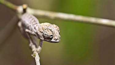 5:15 PM: Madagascar | BBC Two | 1/7 2026