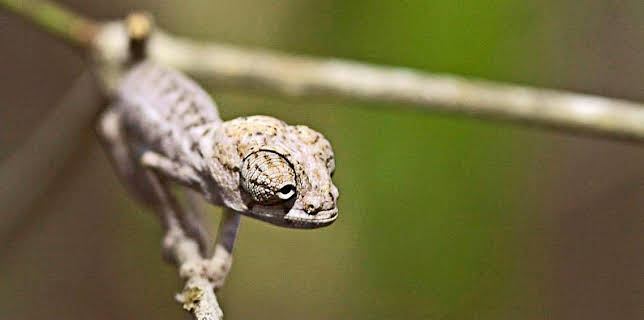 4:15 PM: Madagascar | BBC Two | 1/7 2026