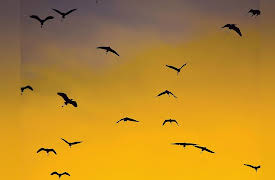 The Scientific Wonder of Birds: Birds of a Feather: Flocking and Foraging