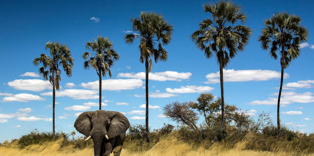 18:45: Naturwunder Okawango (2/3) | 3SAT | 11/9 2025