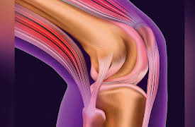 How We Move: The Gross Anatomy of Motion: Joints: Structure Determines Function