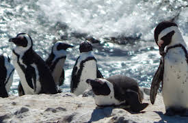 Meet The Penguins: Episode 1