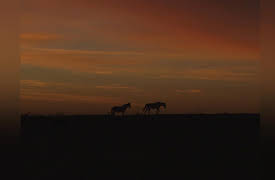 Wild Animal Rescue: Restaurant Bears and The Last Wild Horses