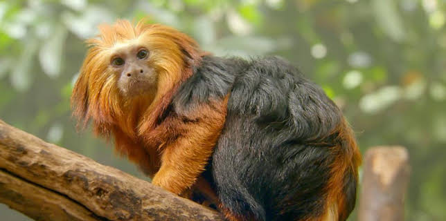 12:35 PM: Go Wild (S2) | Cbeebies | 1/4 2026