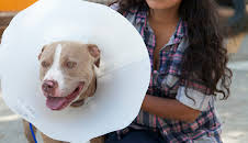 Dyrlegen i Rocky Mountain (S4 E12)