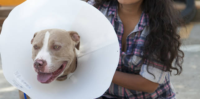 18:00: Dyrlegen i Rocky Mountain (S4 E12) (S4) | Animal Planet | 2/3 2026