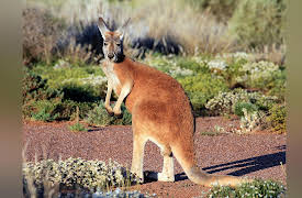 Wild Australia: Desert of the Red Kangaroo