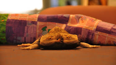 02:30: Weird, True & Freaky: Real Monsters | Animal Planet | 12/29 2025