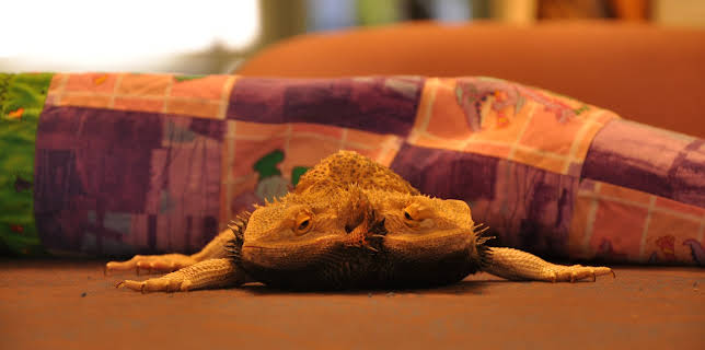 23:00: Weird, True & Freaky: Real Monsters | Animal Planet | 10/29 2025