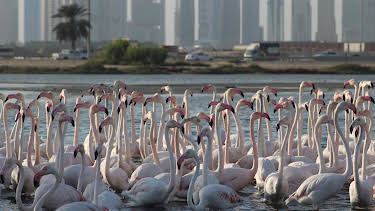 8:00 AM: - | Animal Planet | 8/13 2025