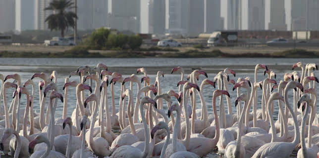 8:00 AM: - | Animal Planet | 12/1 2025