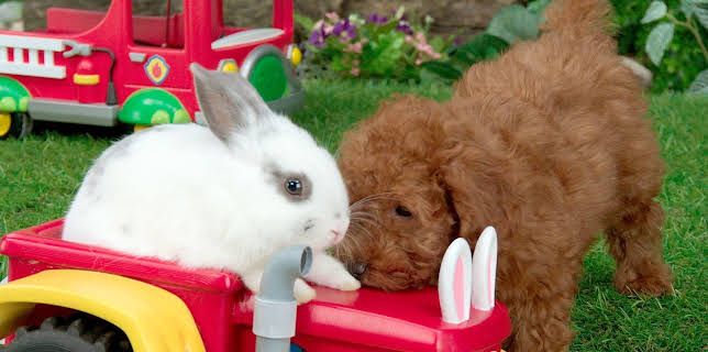 17:20: Rosin og Bolle: Traktor på ville veier | NRK Super | 12/4 2025