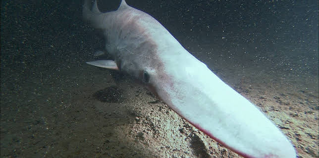 11:25: Phantome der Tiefsee - Monsterhaie | ZDFneo | 11/2 2025