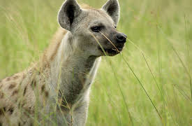 Savage Kingdom: Episode 5