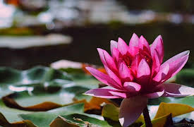 World of the Wild: Jungles of Asia