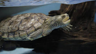8:00 AM: The Aquarium (S2) | Discovery Channel | 8/21 2026
