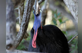 Wild Australia: Jurassic Jungle