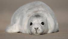 Schottlands neue Wildnis