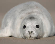 Schottlands neue Wildnis