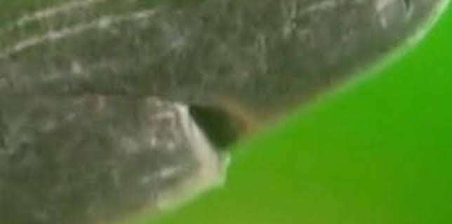 16:58: ¿Cómo lo hacen?: Episodio 1 | Discovery | 3/13 2026