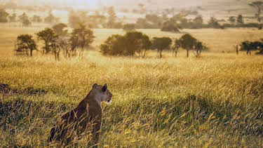 18:35: Masai Mara | Arte | 4/13 2026