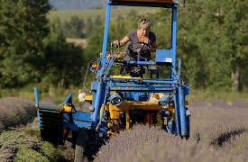 The Secret World of Herbs: In Provence