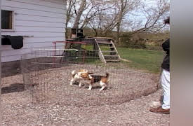 Going to the Dogs: Double Trouble