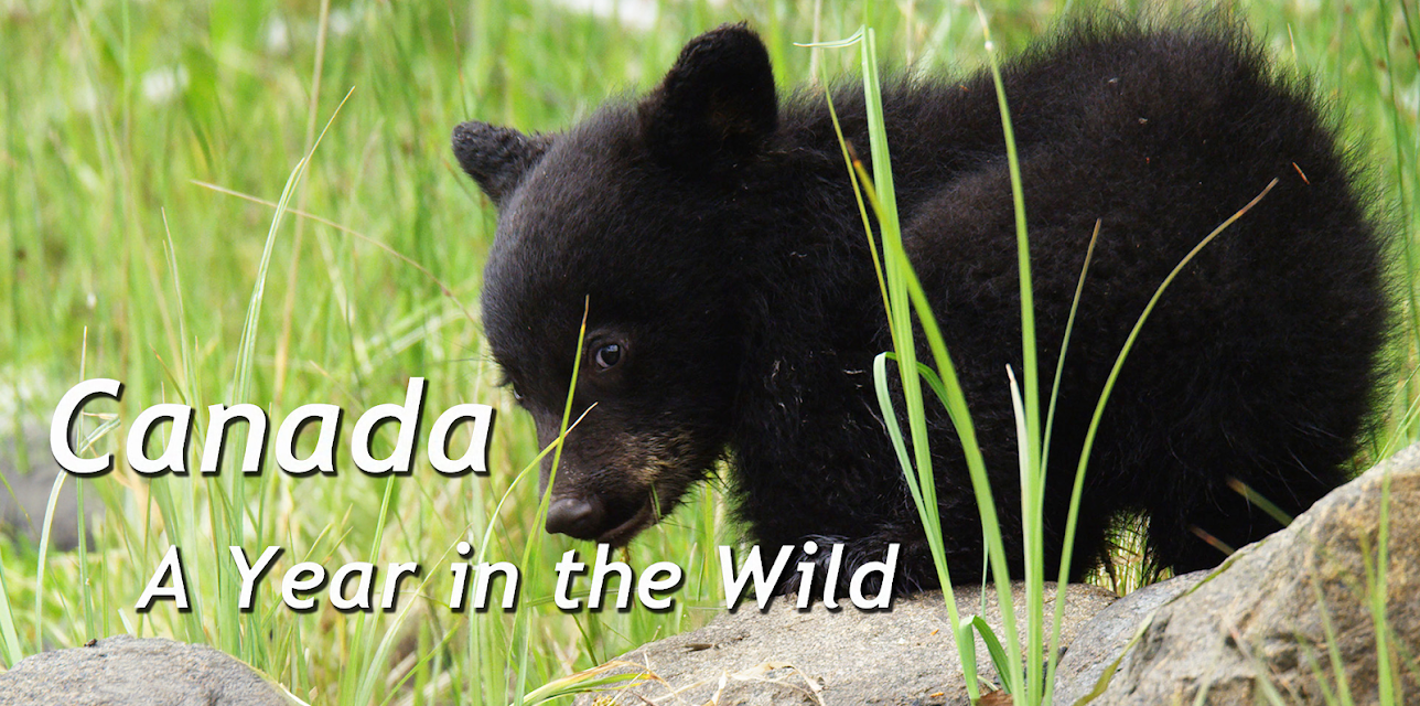 Canada: A Year In The Wild