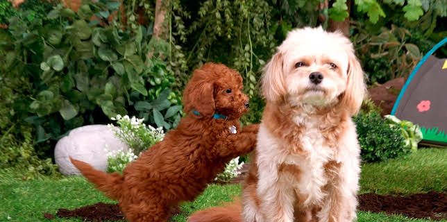 17:20: Rosin og Bolle: Onkel Rufus | NRK Super | 1/1 2026