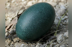 Nature's Strangest Mysteries: Solved Season 1: Unscrambling Eggs