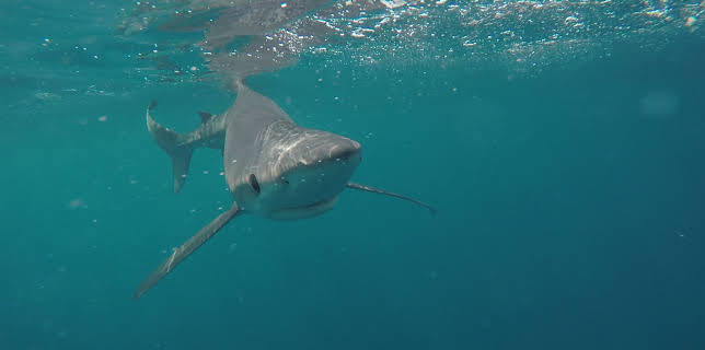 1:00 AM: - | Animal Planet | 11/10 2025