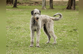 Breed All About It: Irish Wolf Hound